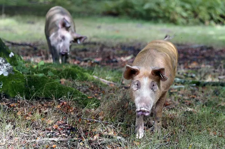 753 свине изклани в Япония - заради свинска треска