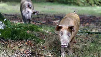 753 свине изклани в Япония - заради свинска треска