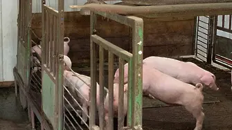 Китай вади 10 000 тона свинско от резервите си заради чумата