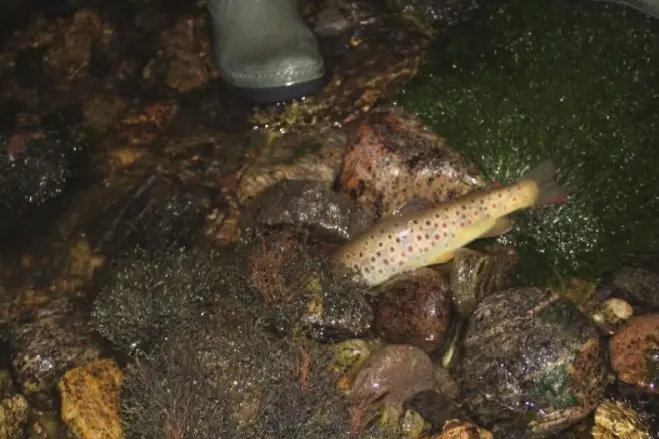 Екокатастрофа: рибата във Въча загина заради липса на вода