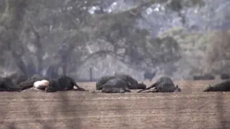 Еколози: Над 1 млрд. са изгорелите животни в пожарите в Австралия