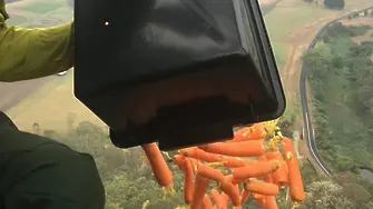 Защо в Австралия хвърлят зеленчуци от хеликоптери?