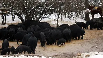 Африканската чума почти е унищожила източнобалканската свиня