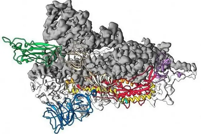 Учени разкриха ключов белтък на коронавирус, правят ваксина