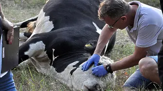 Държавата обезщетява собственика на отровените крави край Марица
