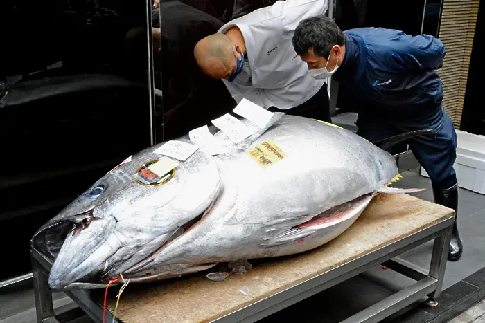 Огромна риба тон продадена в Токио за над 20 милиона йени