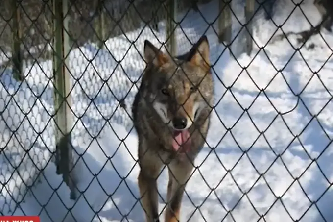Избяга вълчицата от зоопарка в Хасково. Пак
