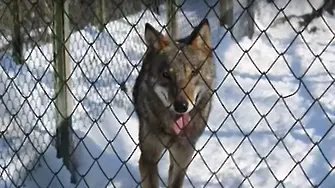 Избяга вълчицата от зоопарка в Хасково. Пак