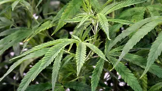 И южните щати почват да легализират марихуаната - първо във Вирджиния