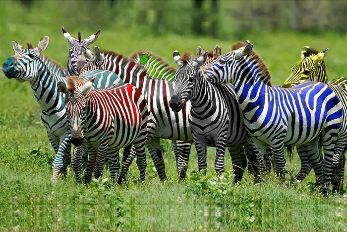 Към 18,00 часа: третата зебра може би минава втората, петата - близо до четвъртата