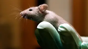 Ваксина срещу стареенето дава резултат при мишки