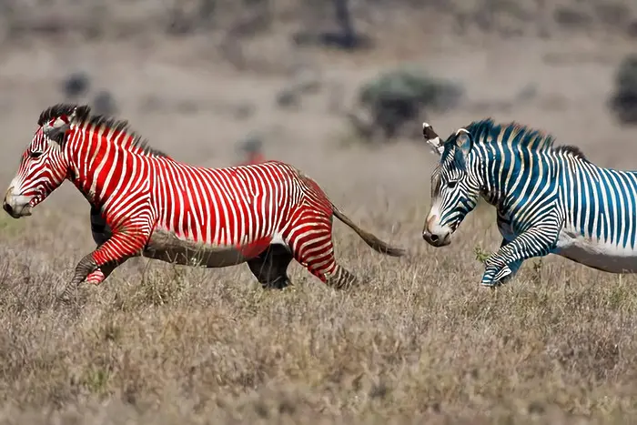 14,30 ч.: според трети букмейкър първата зебра се откъсва напред