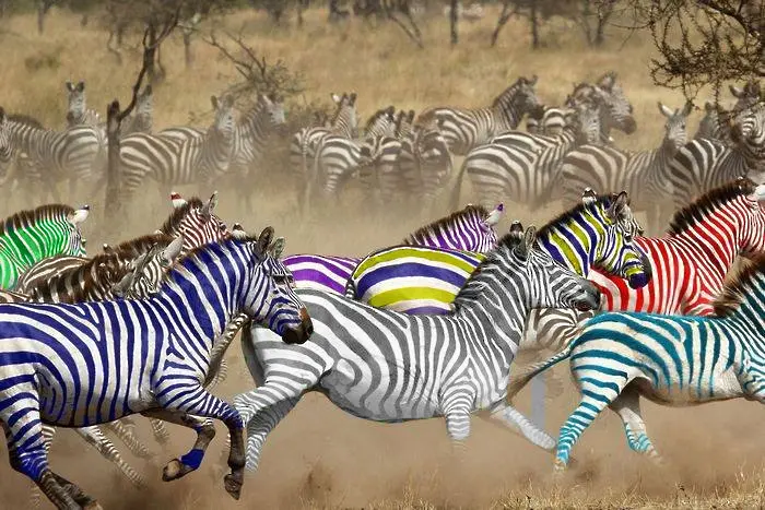 19,00 часа: седма зебра може би ще успее да финишира с над 4 км/час