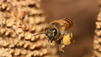 В Херсон пчели 
