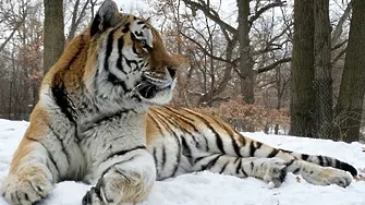 Тигърът Путин умря от сърдечен арест в САЩ