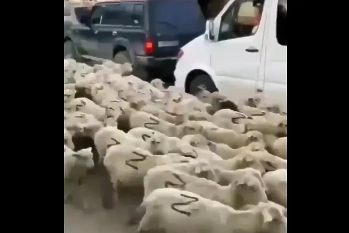 Вижте как овце със 
