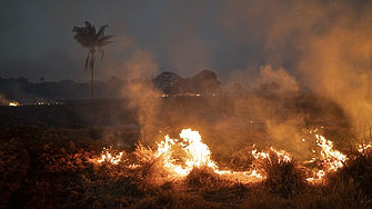 Светът губи рекорден брой гори от пожари