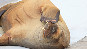 Любимият морж на Норвегия беше евтаназиран