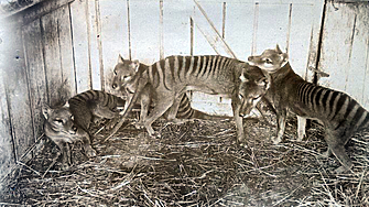 Учени от Австралия и САЩ ще възкресяват тасманийския тигър