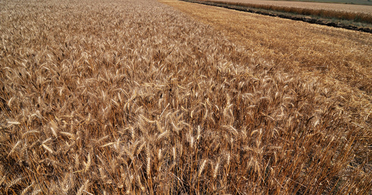 Украйна вече изнася почти толкова зърно, колкото преди руската инвазия,