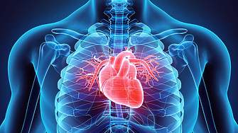 Подсладителите увеличават риска от сърдечносъдови заболявания