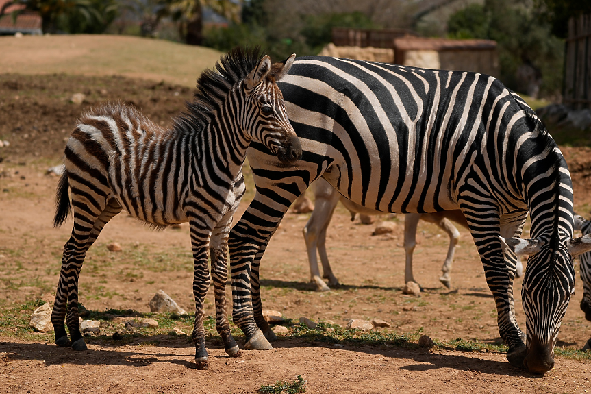 За първи път от 30 г. се роди зебра в Софийския зоопарк
