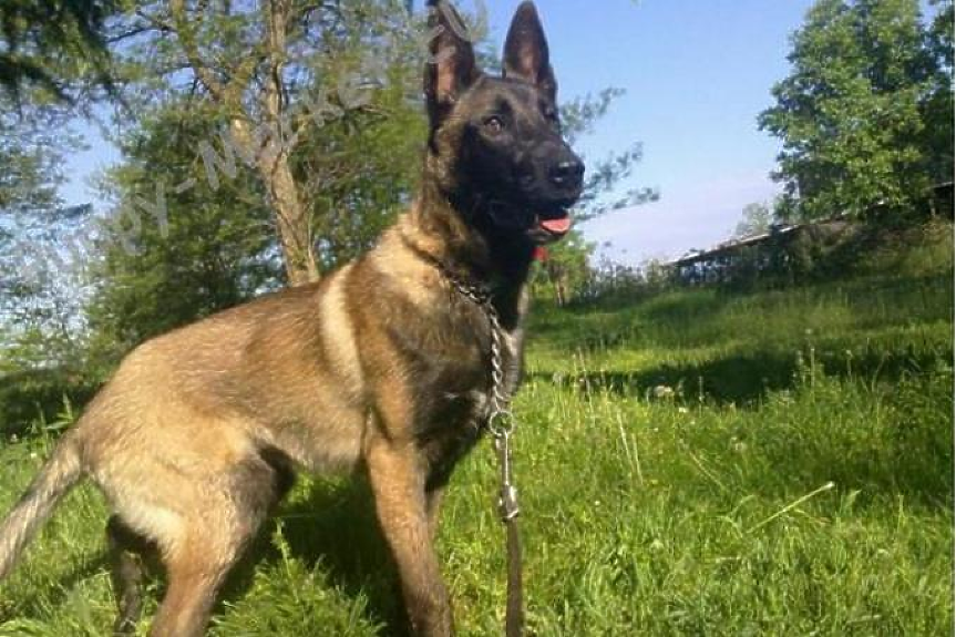 Мъж ухапа полицейско куче в Германия