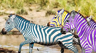 Без изменение продължава временното класиране на извънредното състезание за зебри