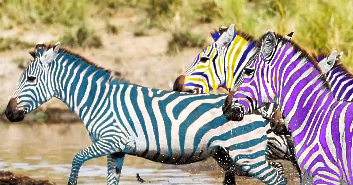 Без изменение продължава временното класиране на извънредното състезание за зебри
