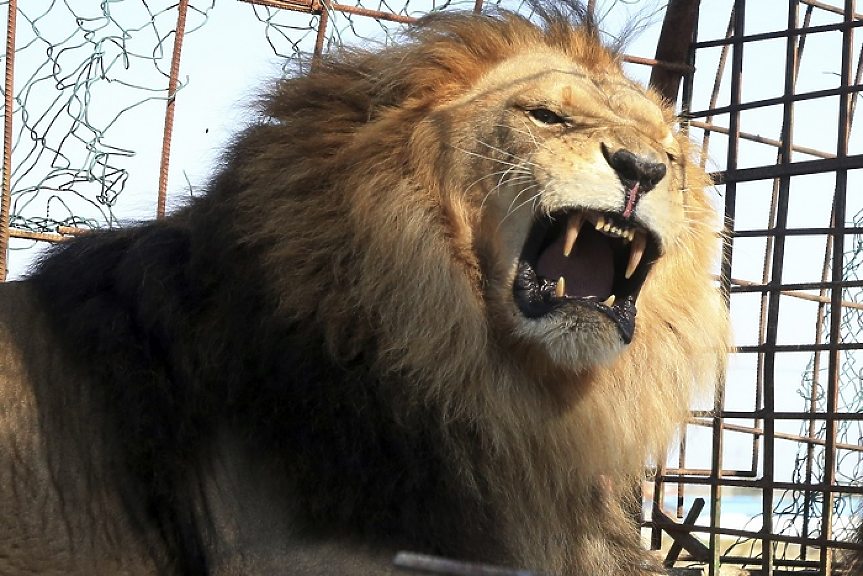 Пет лъва опитаха да избягат от зоопарка в Сидни