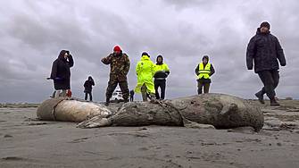2500 мъртви тюлена открити по бреговете на Каспийско море в Дагестан