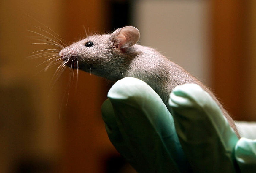 Стари мишки се подмладяват в изследване. Могат ли и хората? 