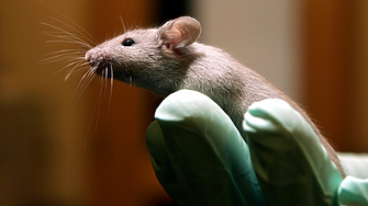 Стари мишки се подмладяват в изследване. Могат ли и хората? 