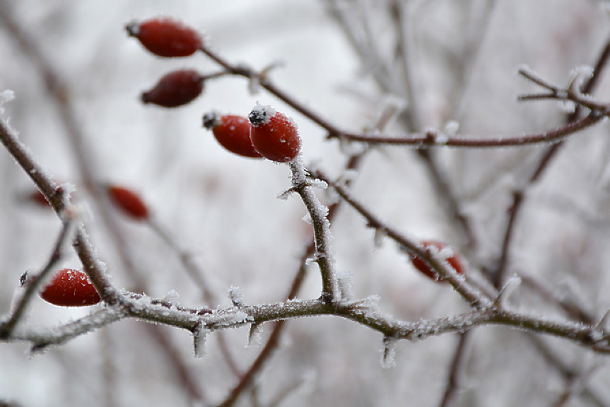Обещават повече зима в последната седмица на януари