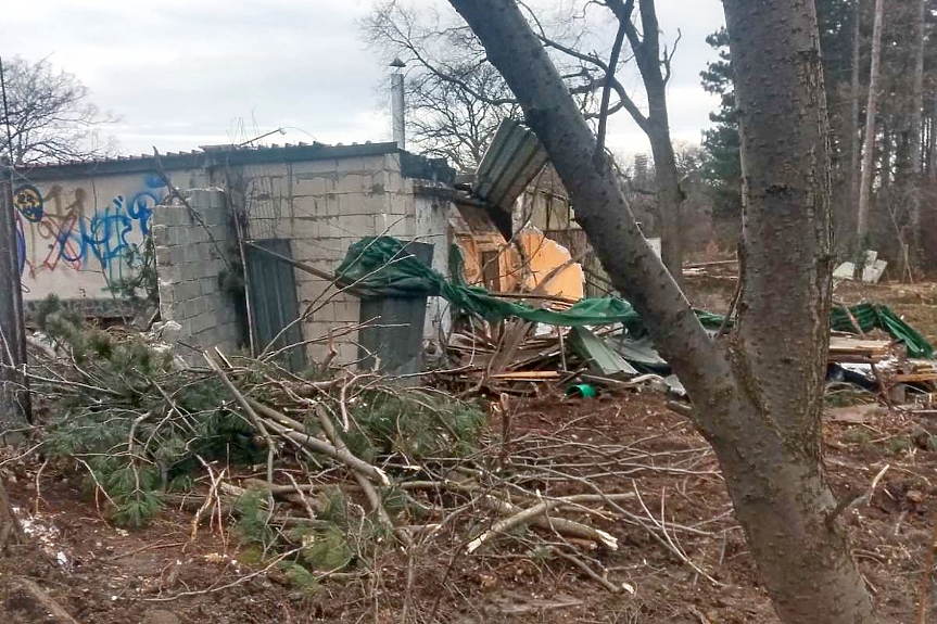 Незаконна сеч в Борисовата градина, общината ще наложи санкция от 100 000 лв.