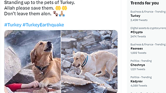 Ръка и куче спасител... Широко споделяната снимка обаче не е от сегашната трагедия