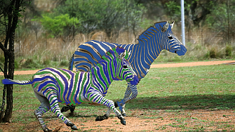 Втората зебра застигна първата и в момента двете се движат