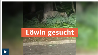 Лъвица обикаля из Берлин, полиция я търси