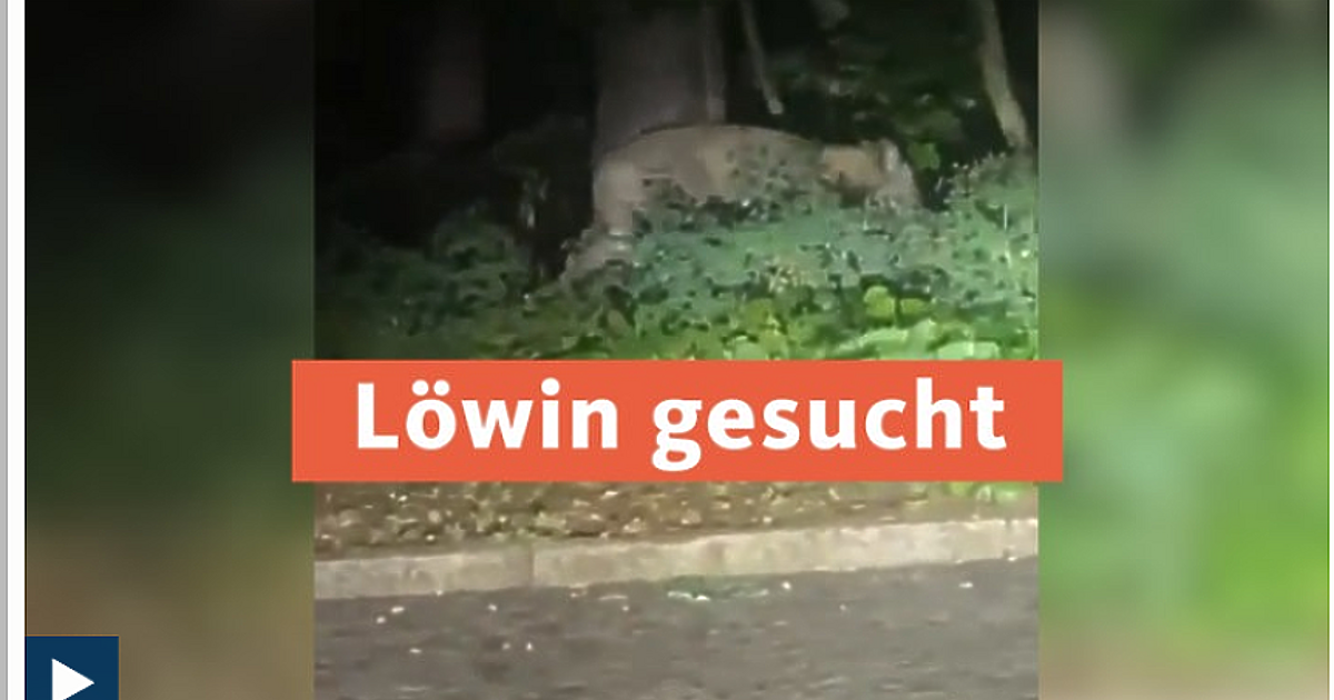 Берлин отмени акцията по издирване на избягала лъвица. Според специалисти