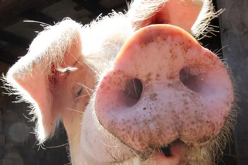 Охлаждащи подложки за свине, водна мъгла и климатик - за кравите