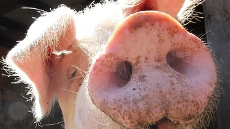 Охлаждащи подложки за свине, водна мъгла и климатик - за кравите