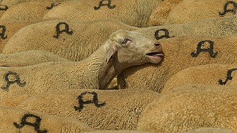 Овце опасаха нива със 100 кг канабис. После имали нетипично поведение