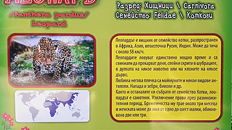 Леопард ухапа по пръста момиче в зоопарка във Варна