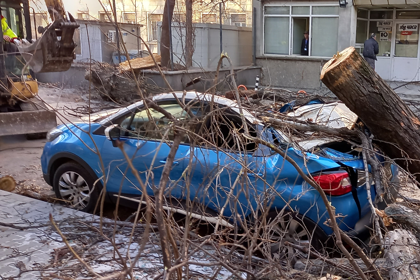 Паднало дърво заради силния вятър причини смърт в София
