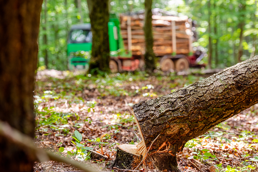 WWF: Нелегалният дърводобив убива българската гора 