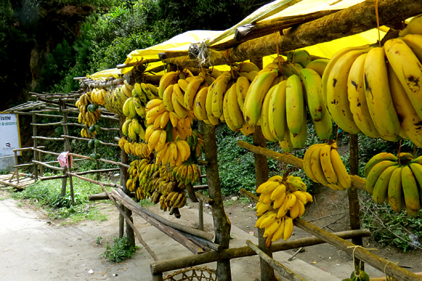 Русия спира вноса на банани от Еквадор - оказвала военна помощ на Украйна