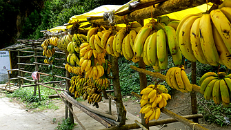 Бананите могат да намалят възпаленията в организма
