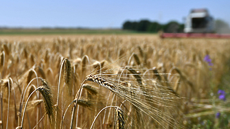ЕС завиши митата върху зърното от Русия и Беларус