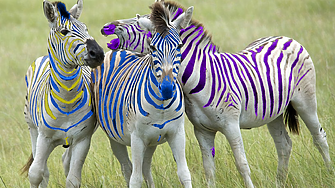 Втората и третата зебра тичат една до друга с абсолютно
