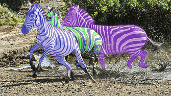 Към 16:00 ч.: три зебри се движат с абсолютно еднаква скорост
